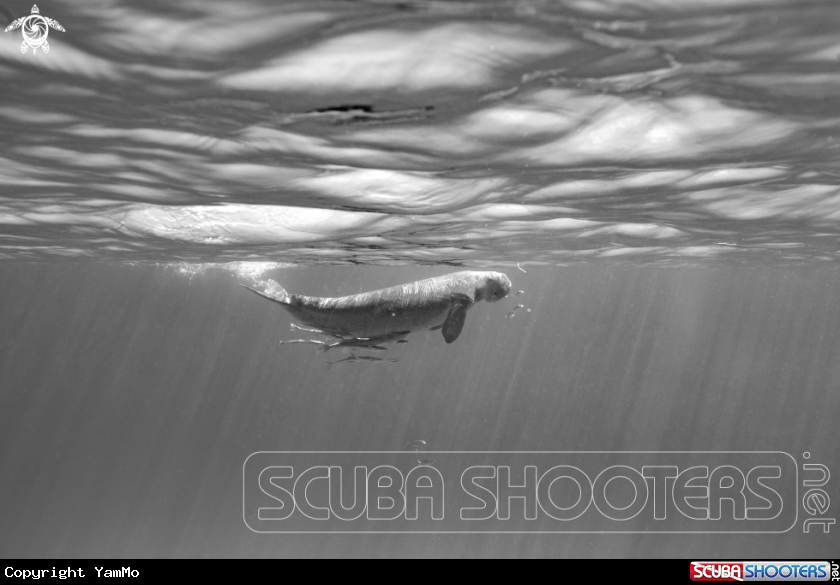 A Dugong