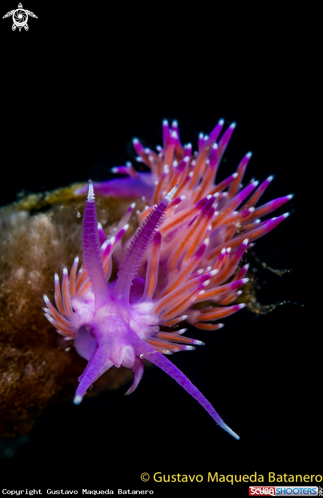 A Flabellina