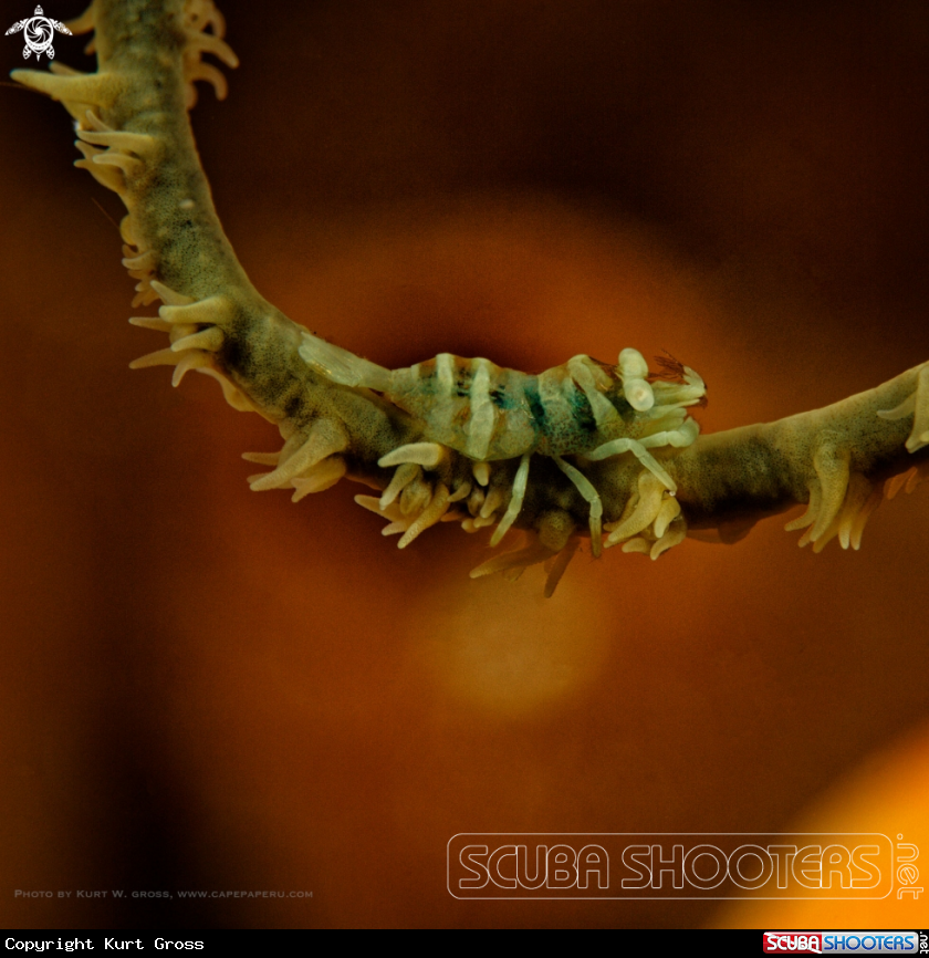 A String crab