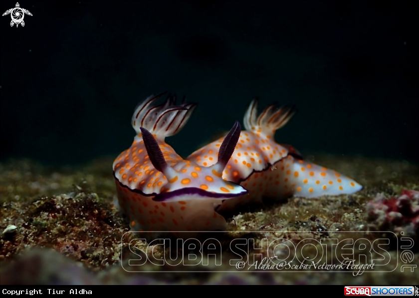 A Nudibranch