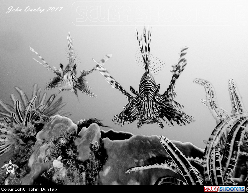 A lion fish