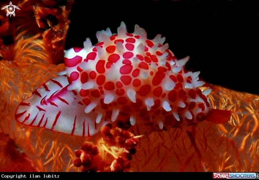 A cowrie