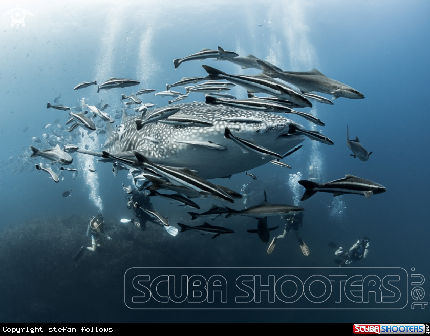 A Whale Shark