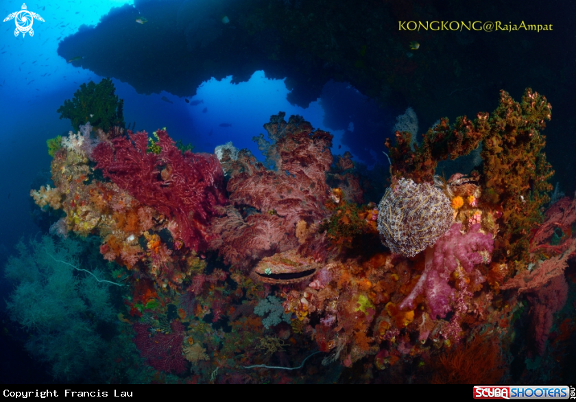 A Soft coral
