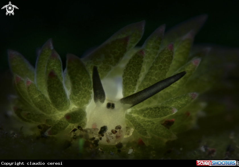 A Costasiella sp.