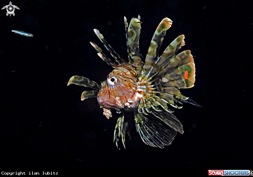 A lion fish