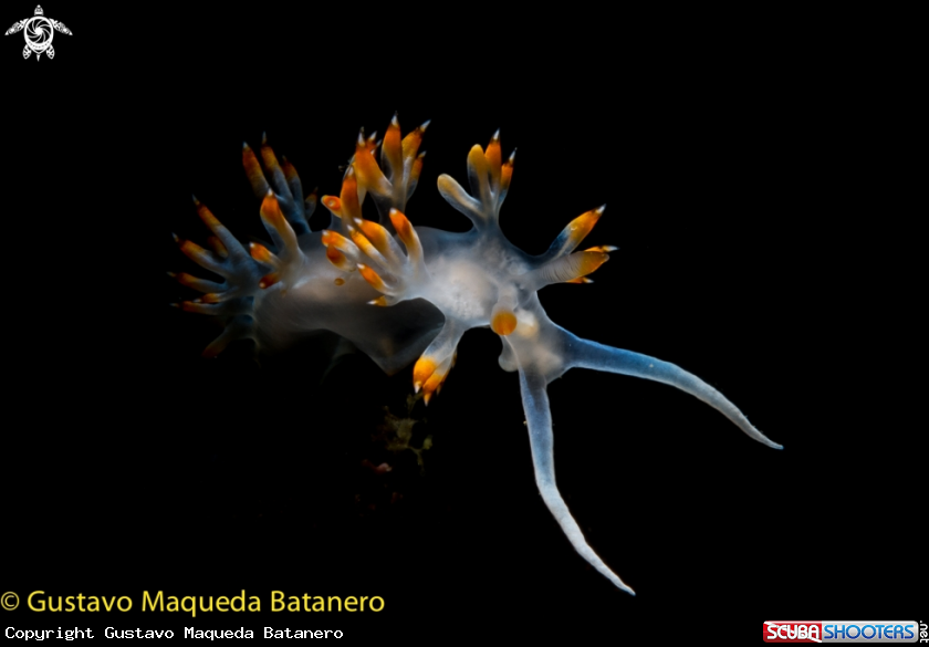 A Nudibranquio