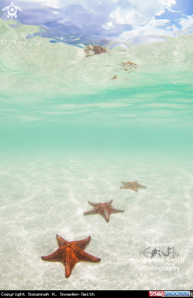A Starfish