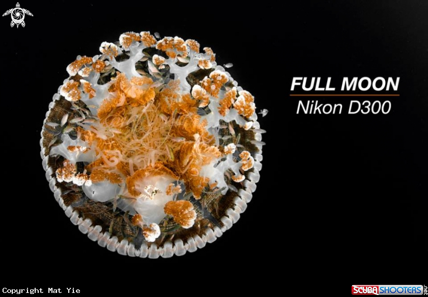 A FULL MOON