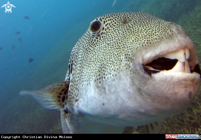 A Pufferfish