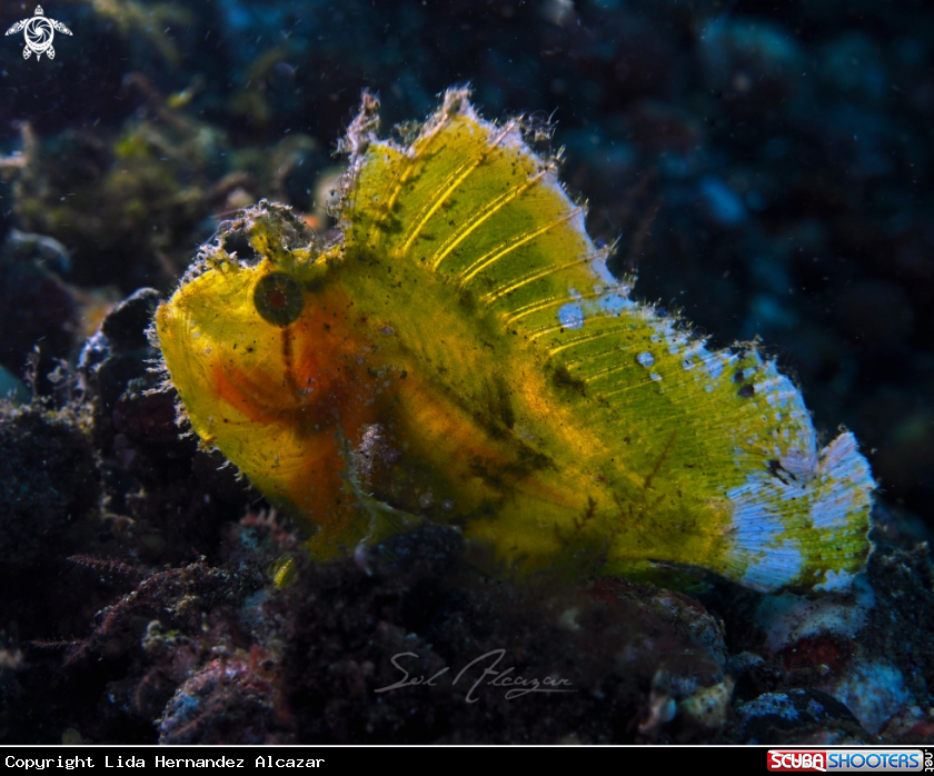 A leaf scorpionfish