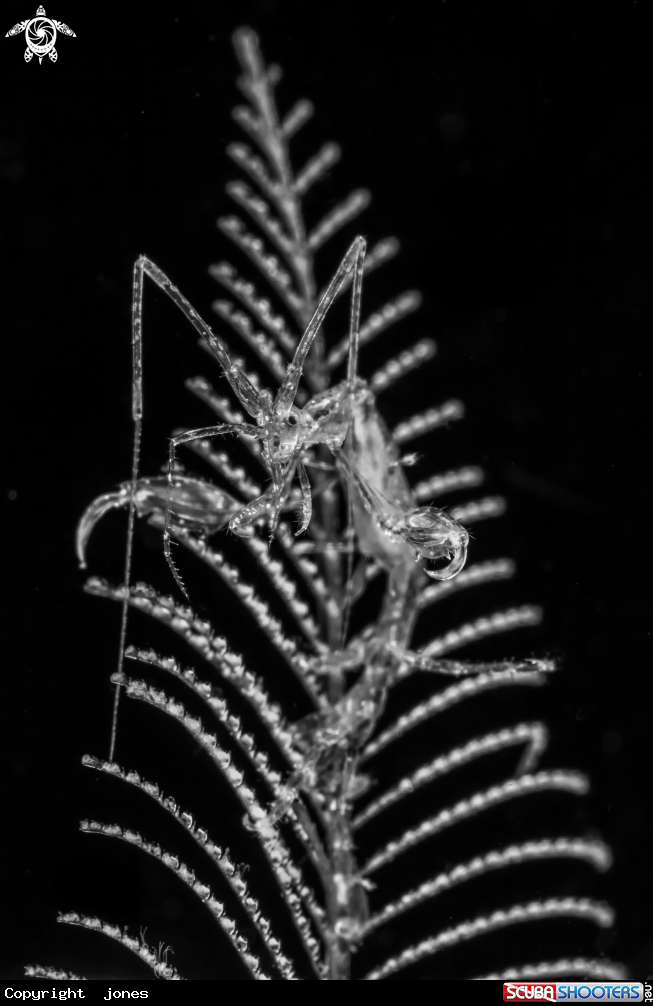 A Skeleton Shrimp