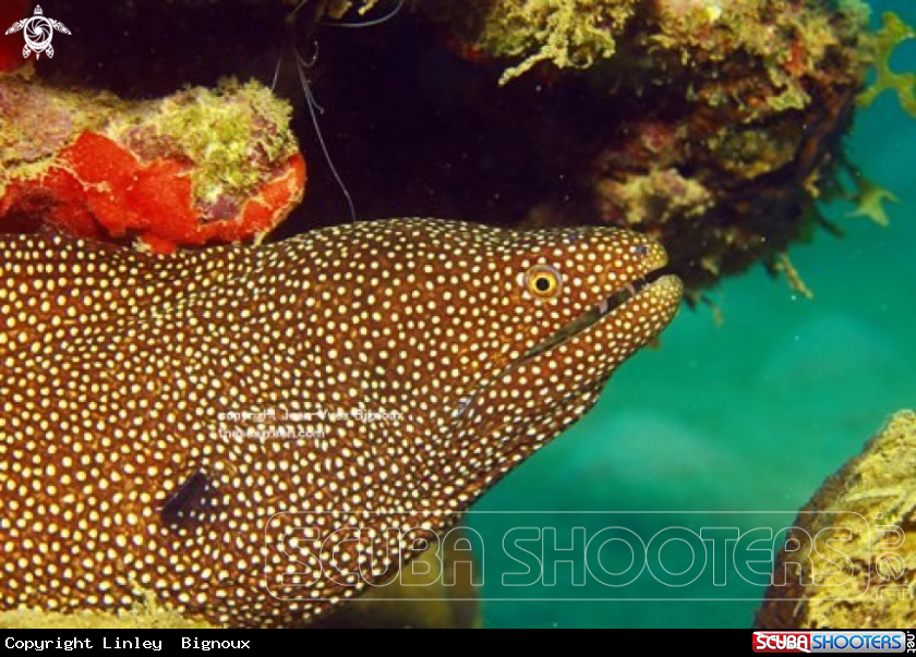 A Turkey moray (Gymnothorax meleagris)