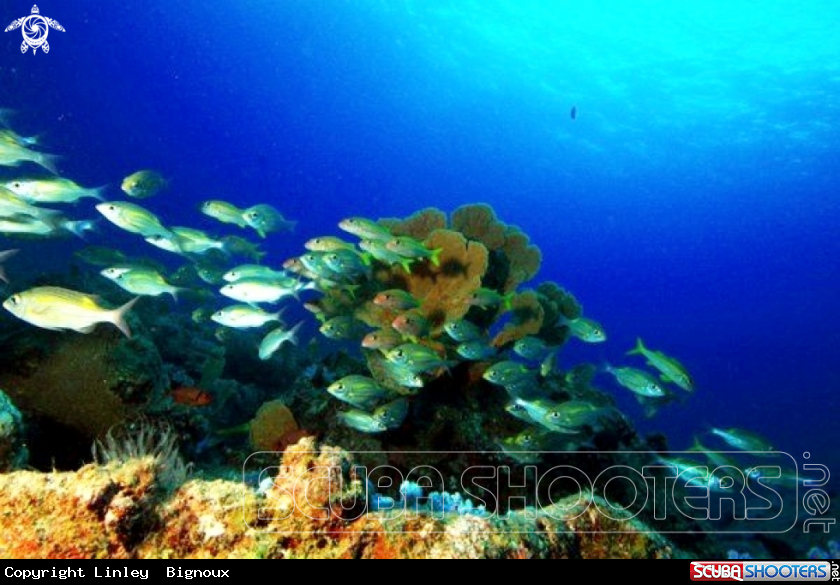 A Coral reef forms.Flic en Flac