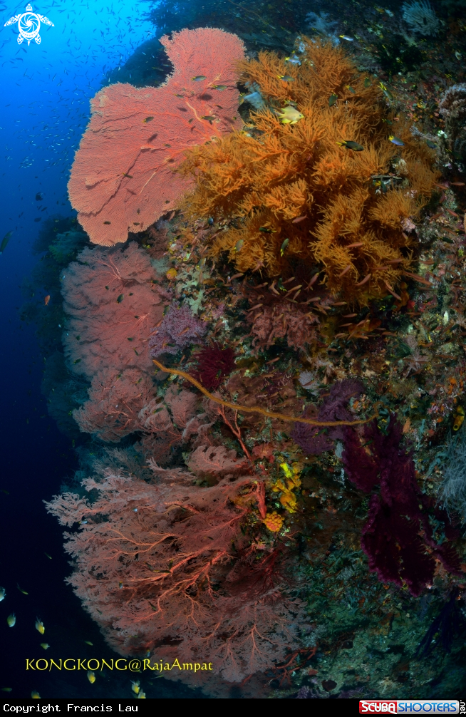 A Seafan