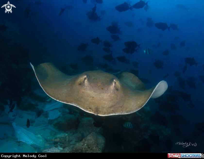 A StingRay 