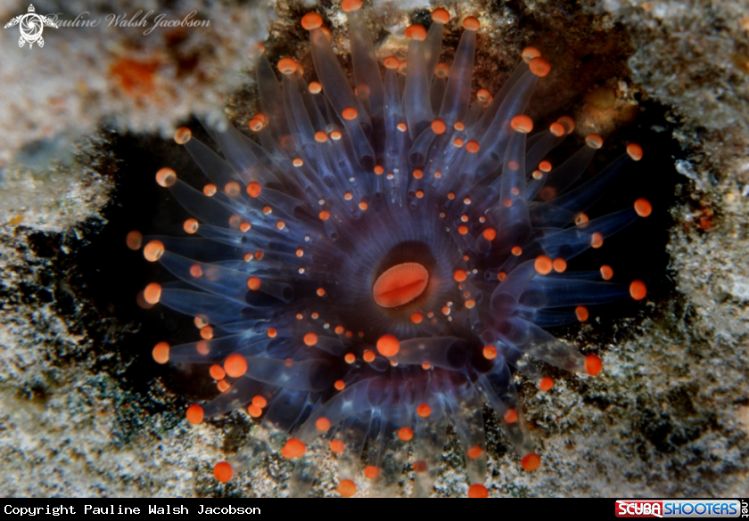 A Orange Ball Corallimorph
