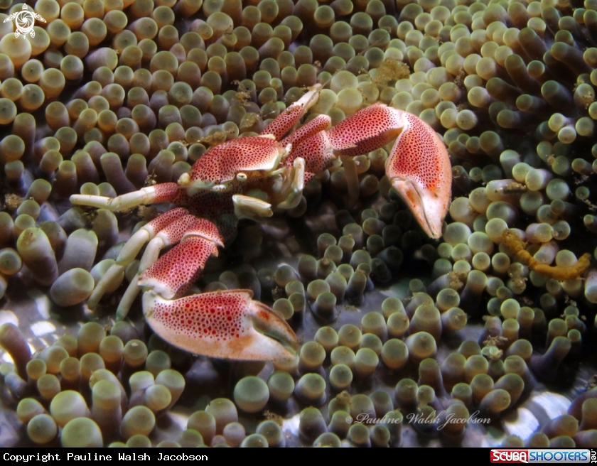 A Porcelain crab