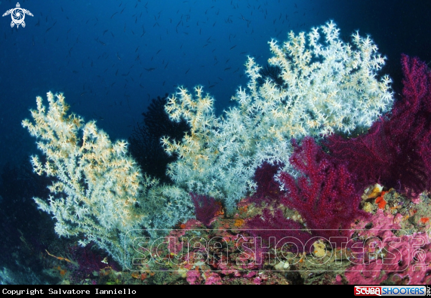 A underwater creature