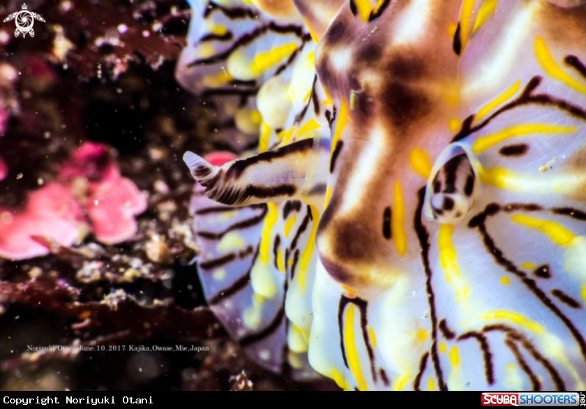 A Nudibranchi