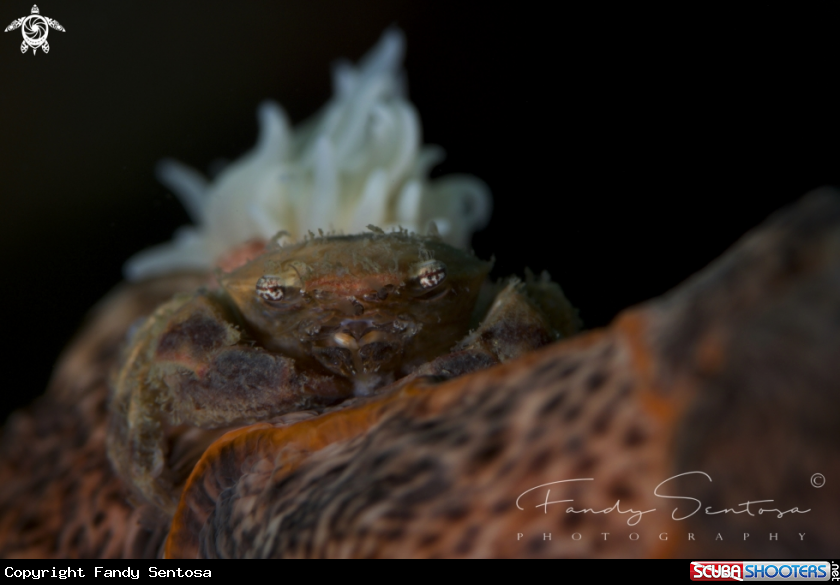 A Leopard Crab