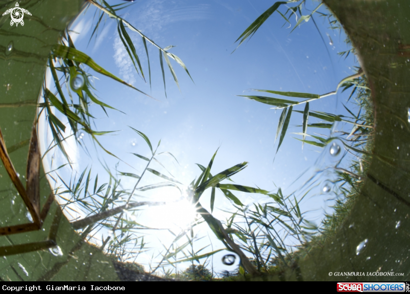 A reed beds
