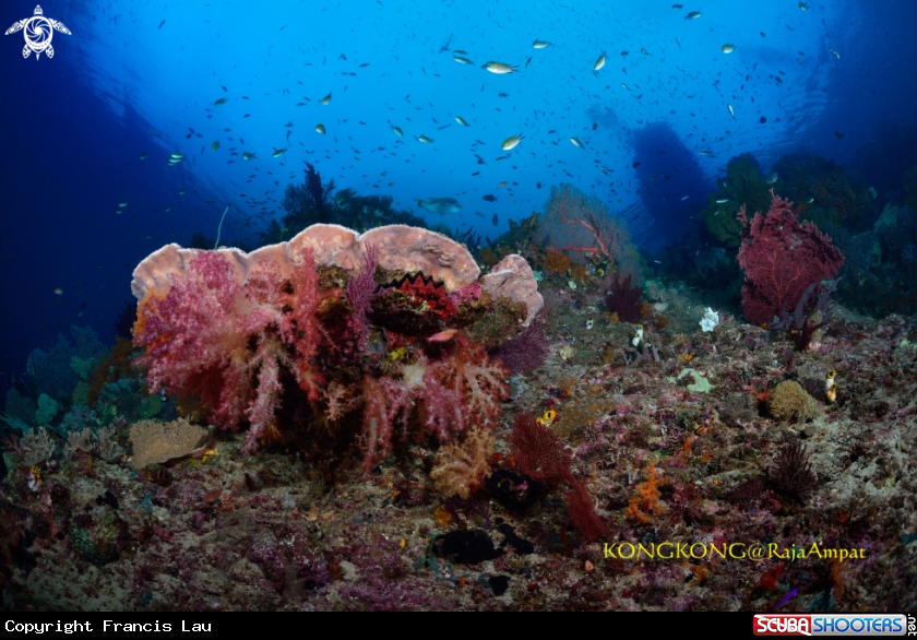 A Soft coral