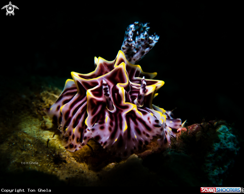 A Nudibranch