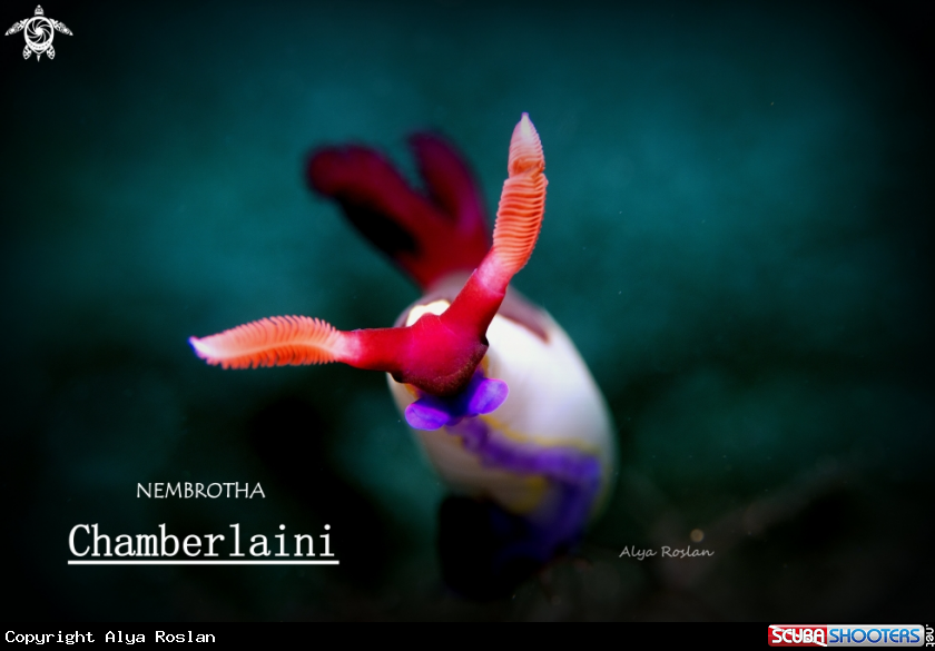 A Nudibranch
