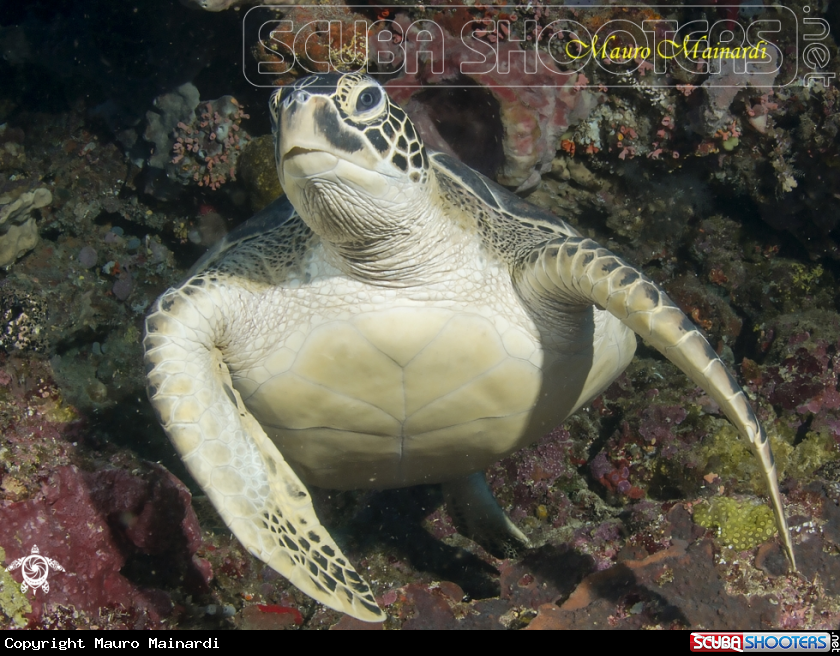 A Turtle