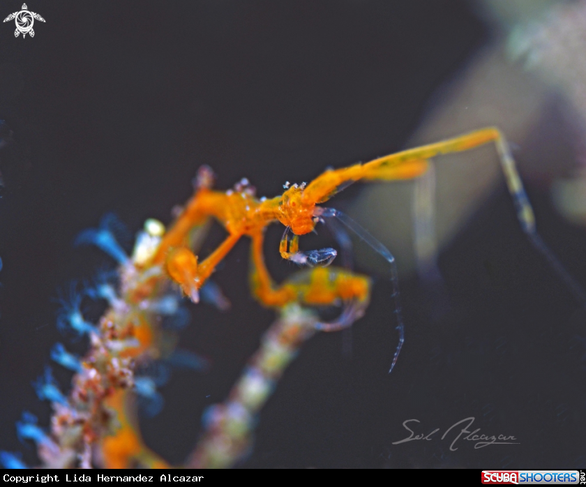 A skeleton shrimp