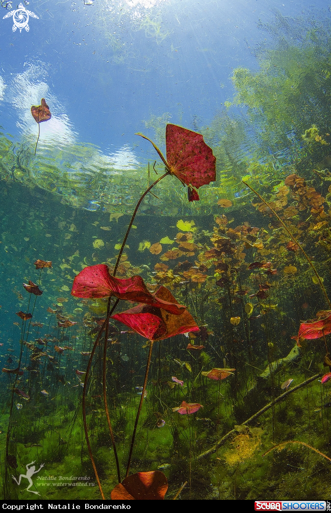 A Cenote Carwash