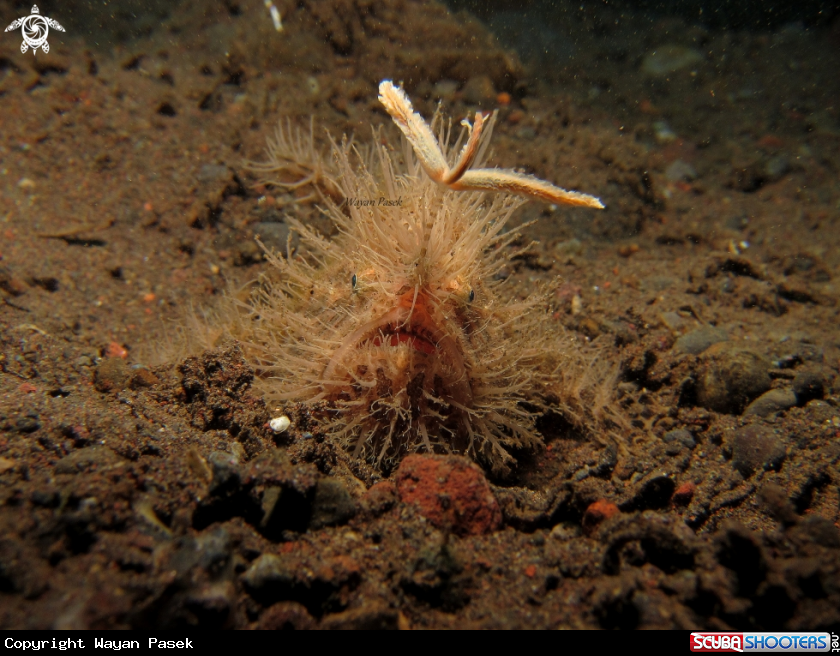 A Hairy frogfish