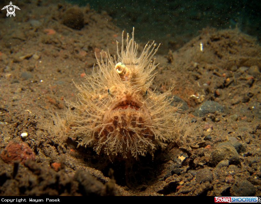 A Hairy frogfish