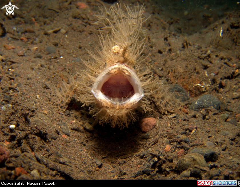A Hairy frogfish