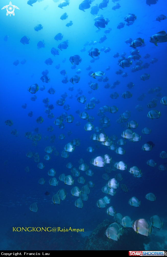 A Batfish