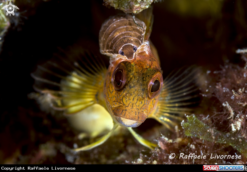 A Blenny