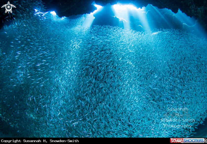 A Silversides