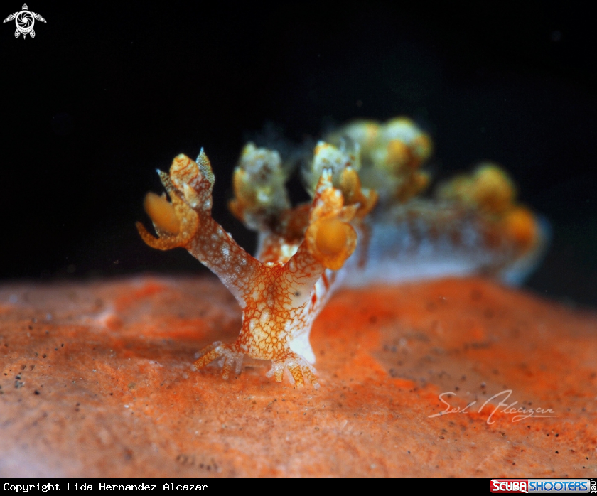 A Bornella 