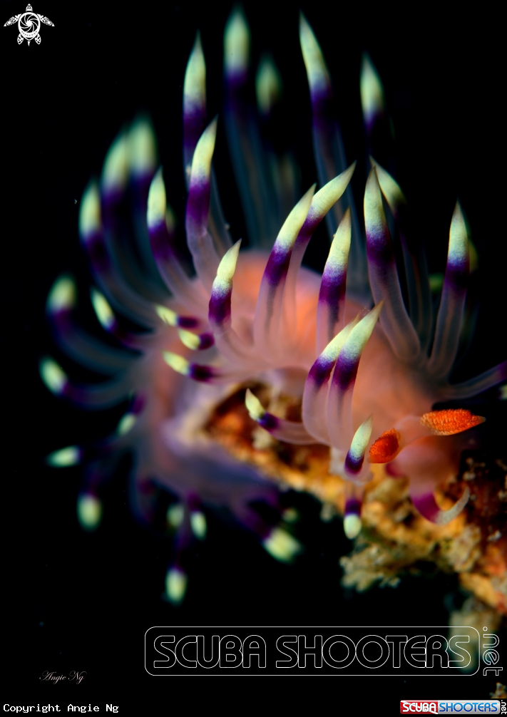 A Flabellina rubrolineata