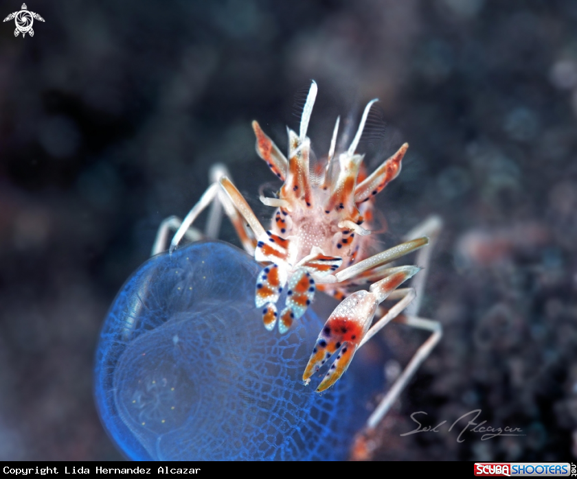 A Tiger Shrimp 