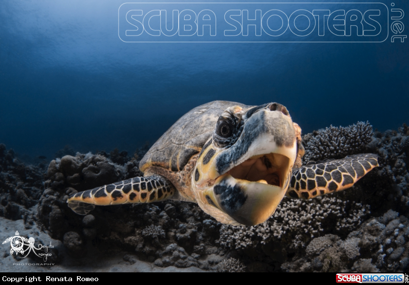 A Turtle