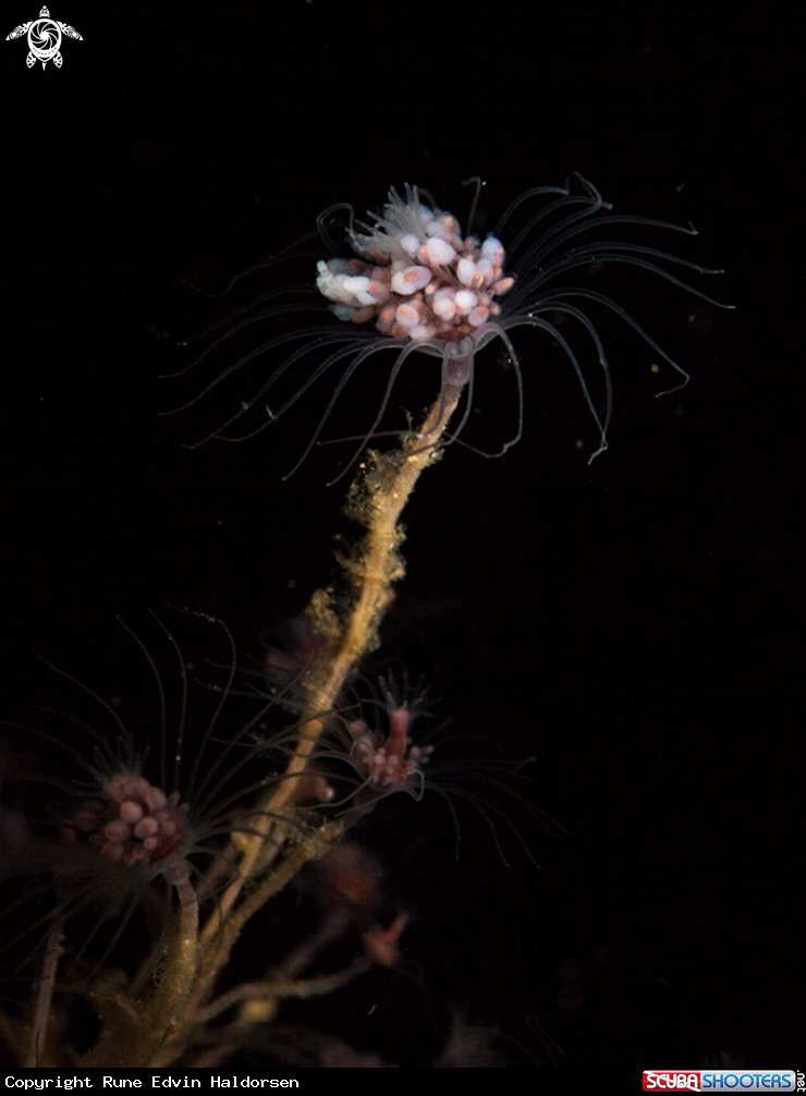 A Hydroid
