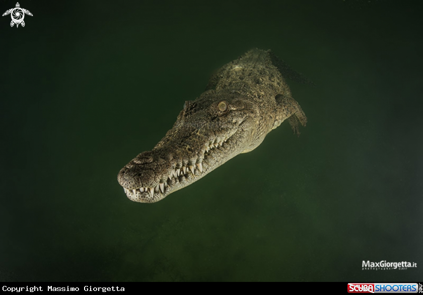 A coccodrillo