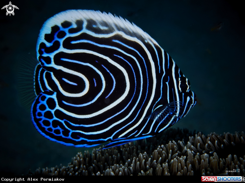 A Fish