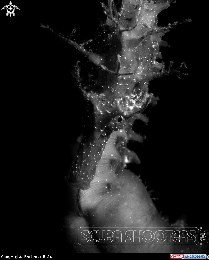A Seahorse