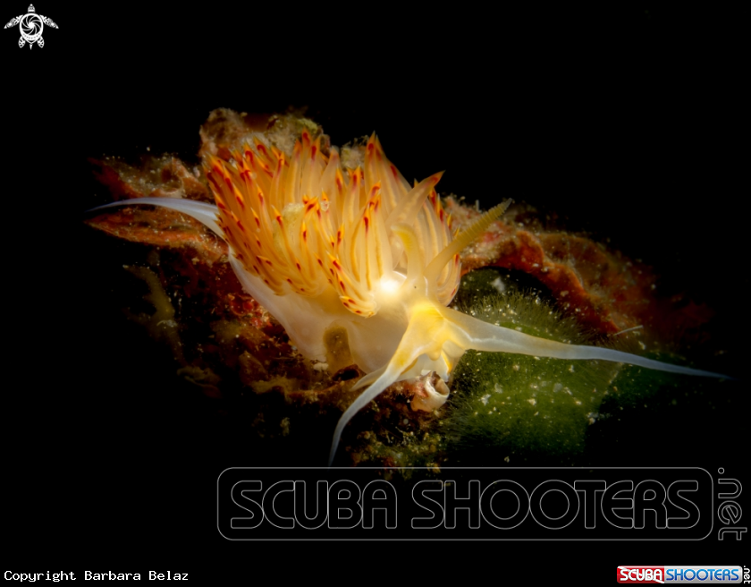A Nudibranch