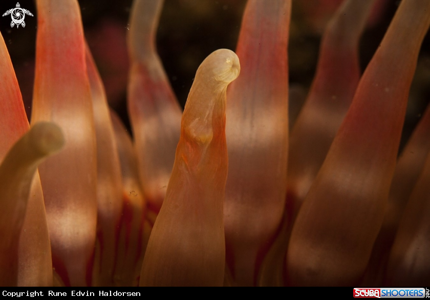 A Dahlia Anemone 