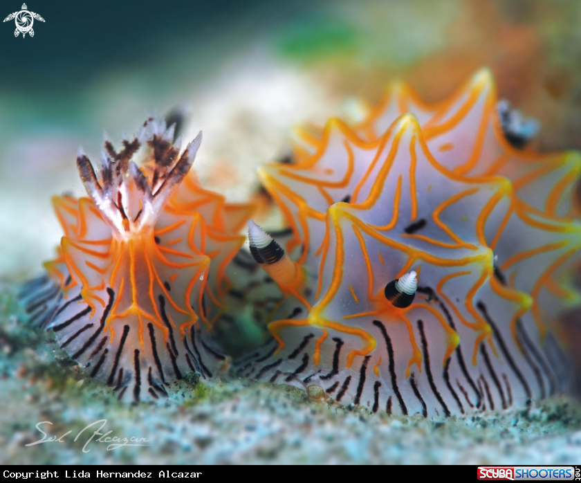 A Halgerda Willeyi 
