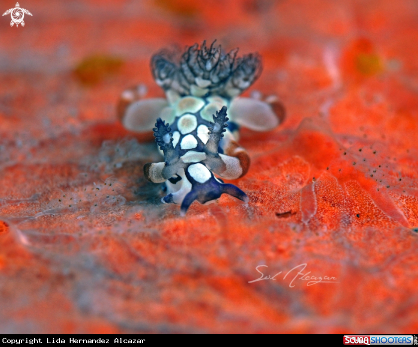 A psychedelic batwing slug